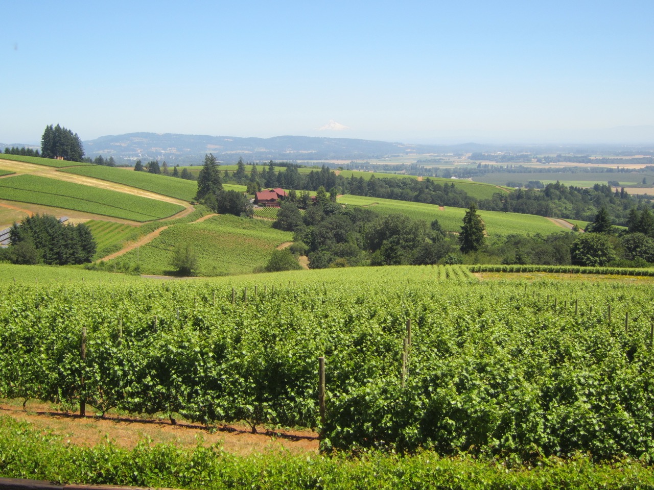 Planning Your Visit — vineyard view