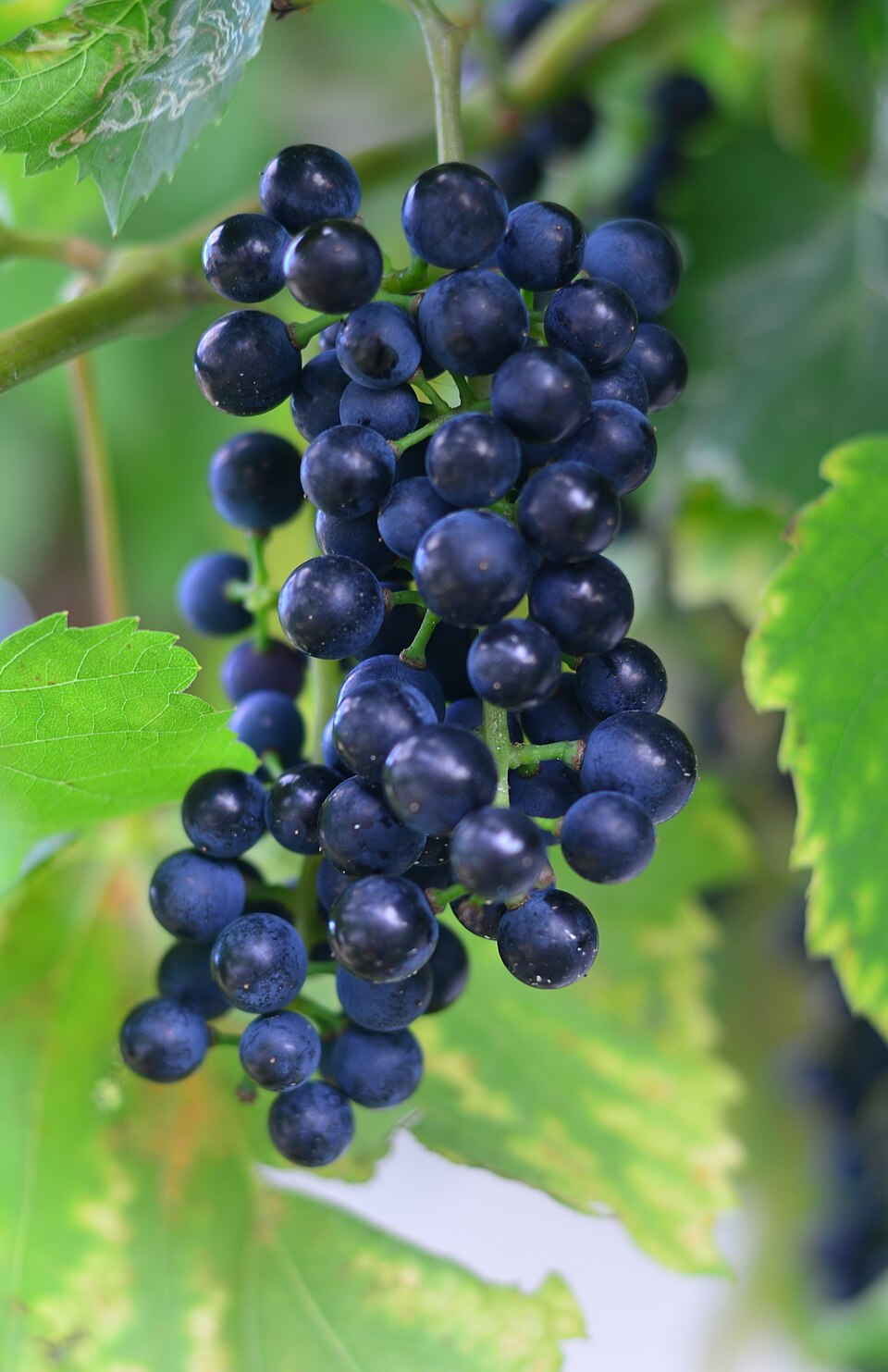 Ever Heard of Baco Noir Wine?