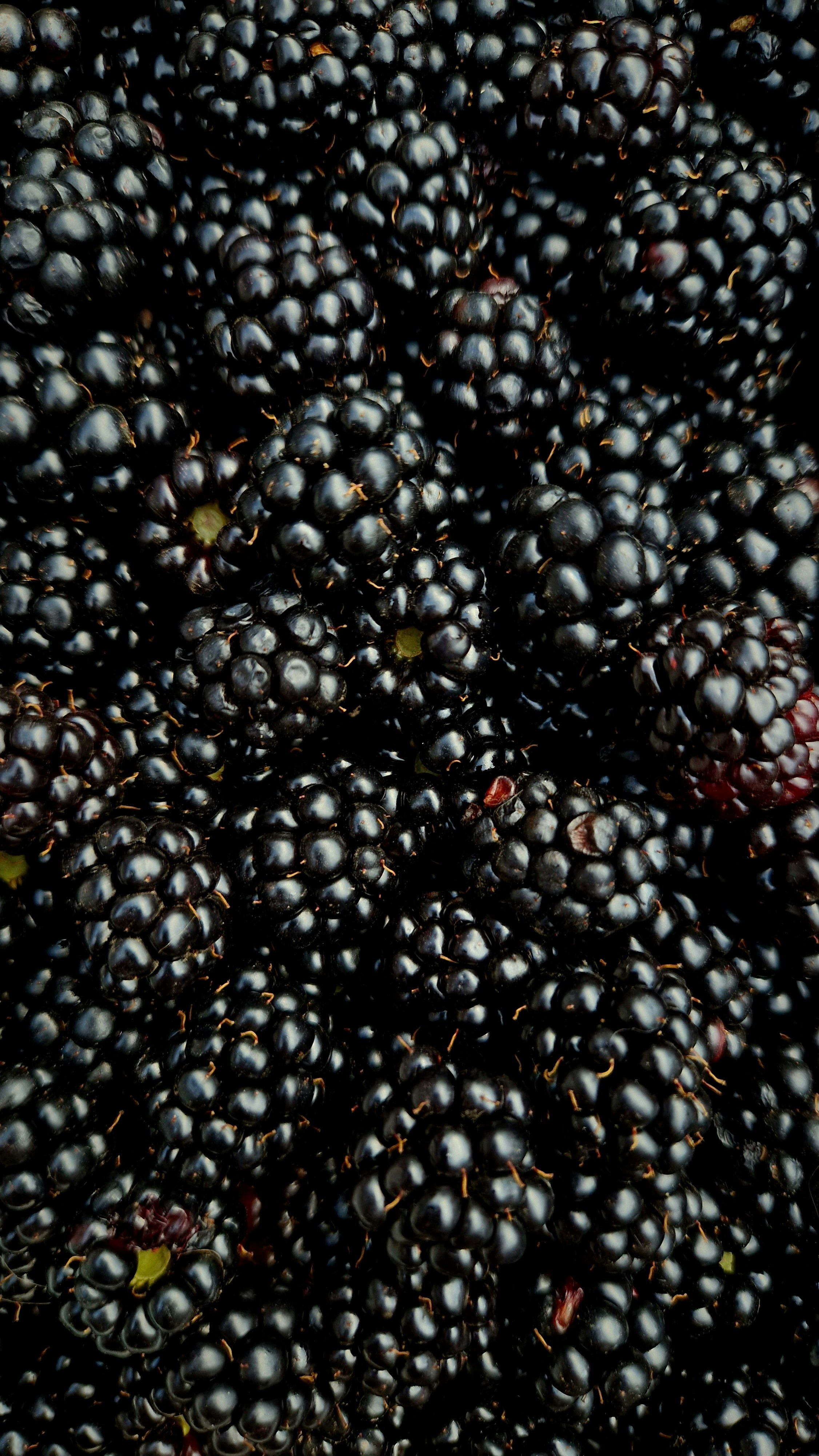 Is Your Favorite Wine Made from Berries? Check Again!