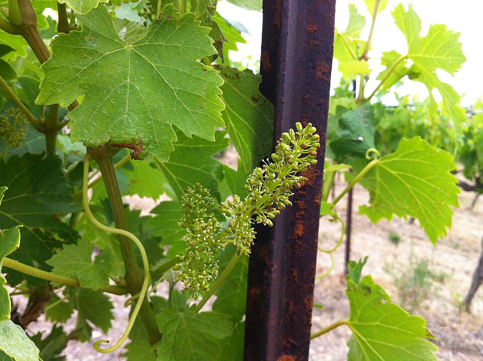 Did You Know Wine Grapevines are Hermaphroditic?