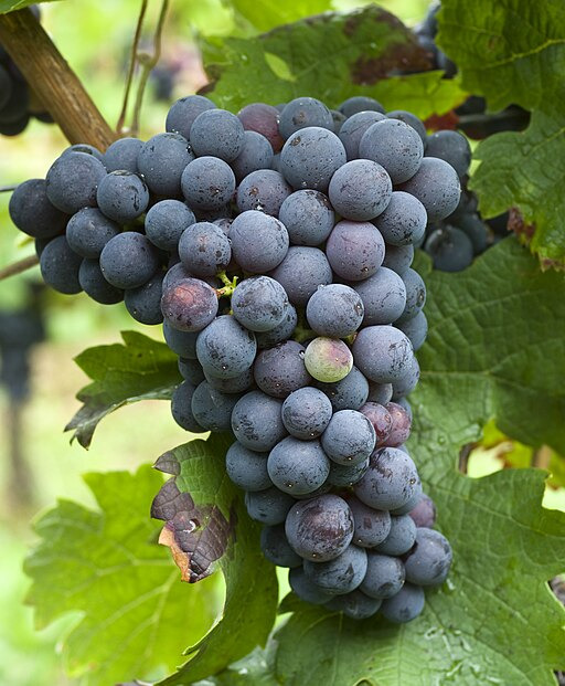 Ever Wonder About the Life Cycle of a Wine Grape?