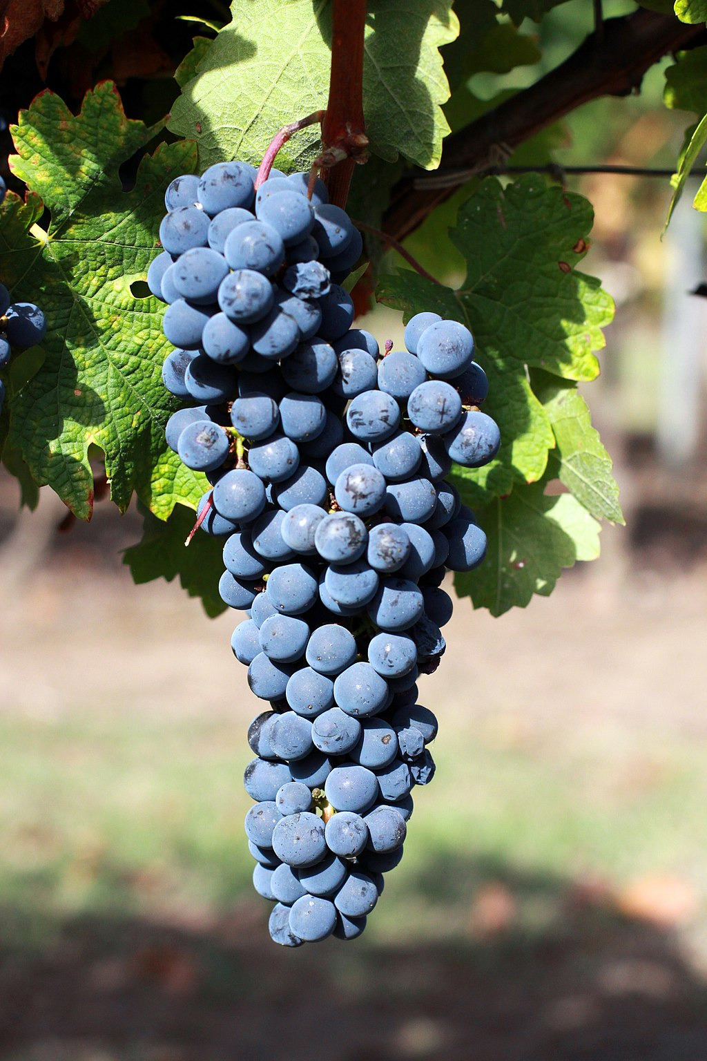 Wine Flavors - The Grapes