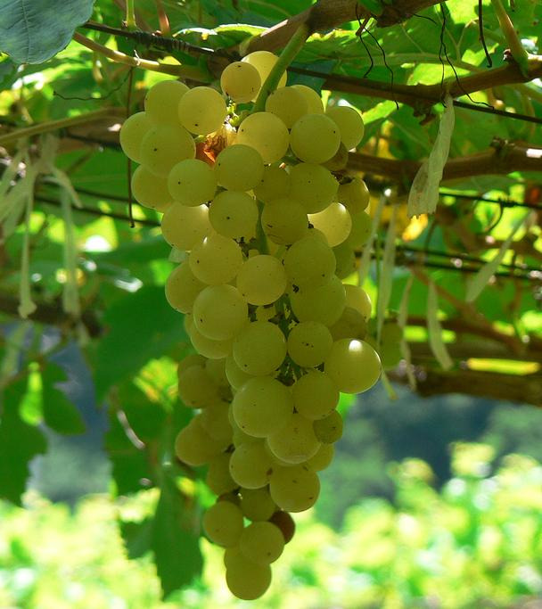 A Tour of Wine Grapes: Chenin Blanc