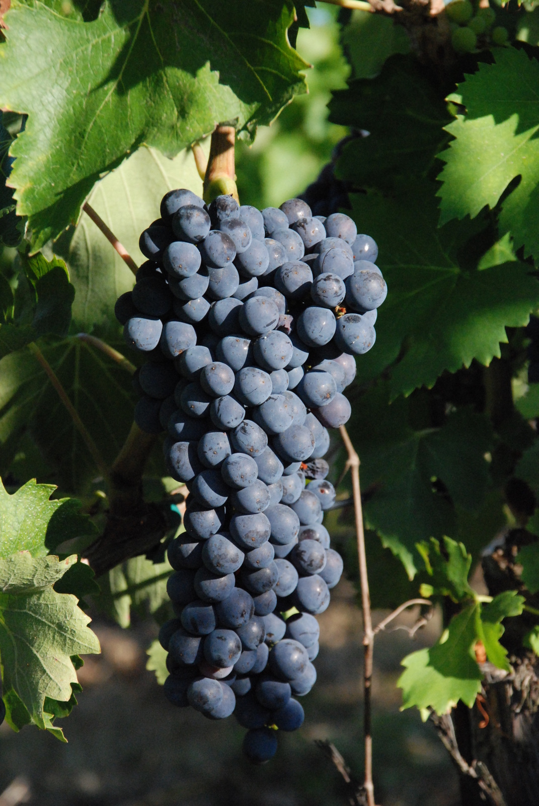 The Ciliegiolo Grape