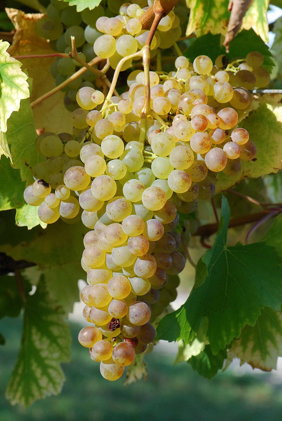 A Tour of Wine Grapes: Colombard