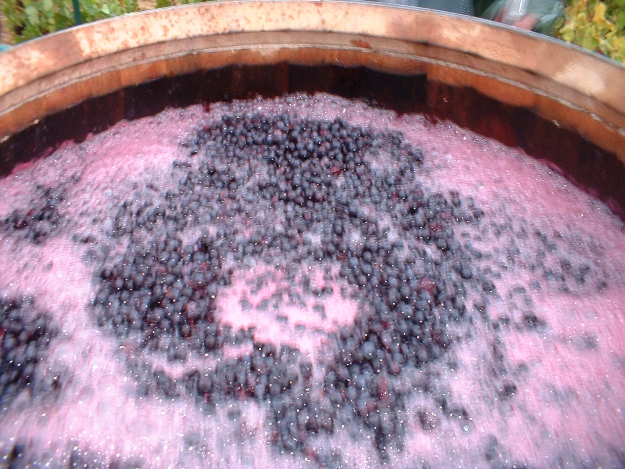 Ever Wonder? Why is Syrah Co-Fermented with Viognier?