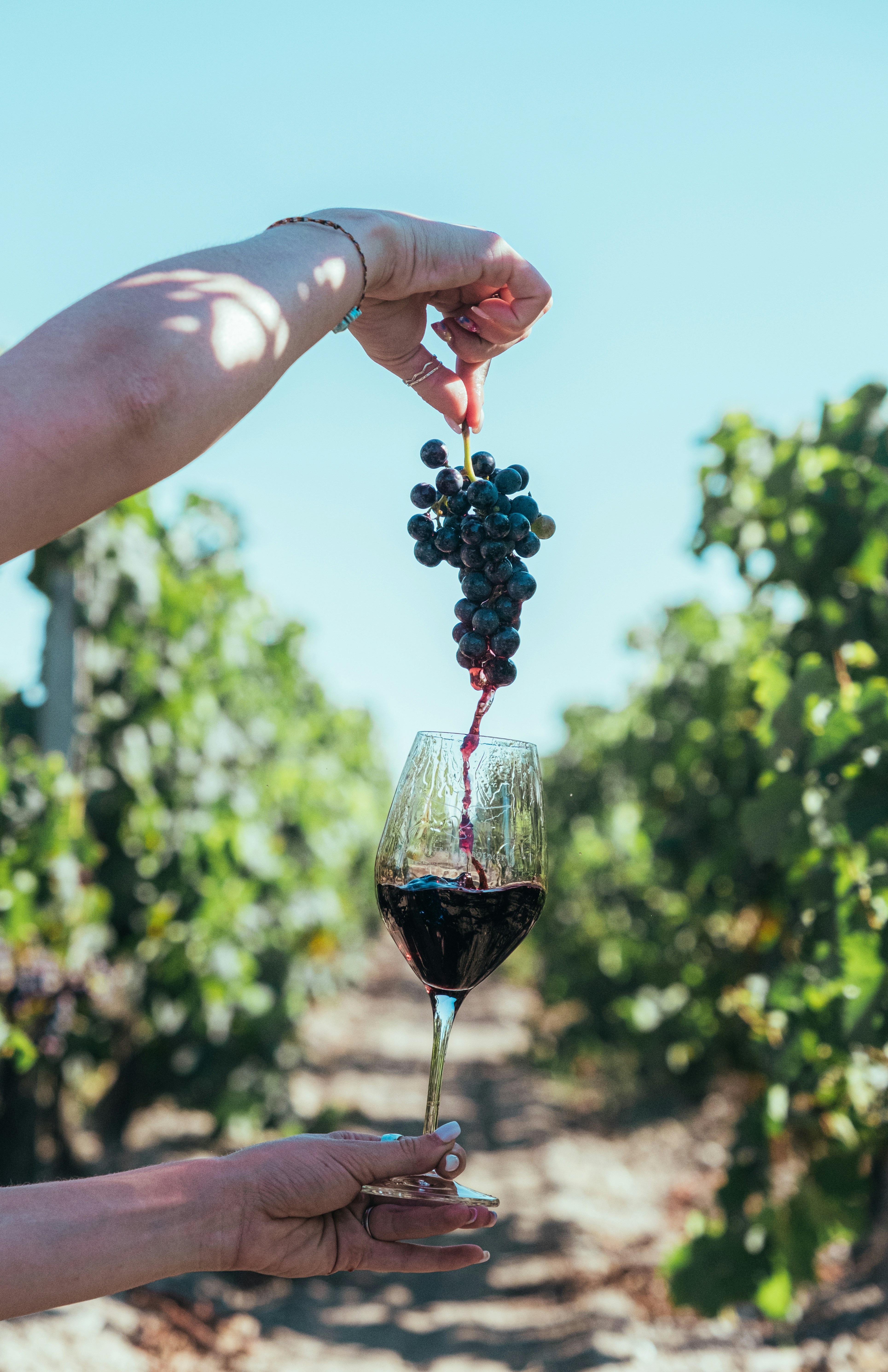 Ever Wonder About Natural, Bio-Dynamic, and Sustainably Produced Wines?