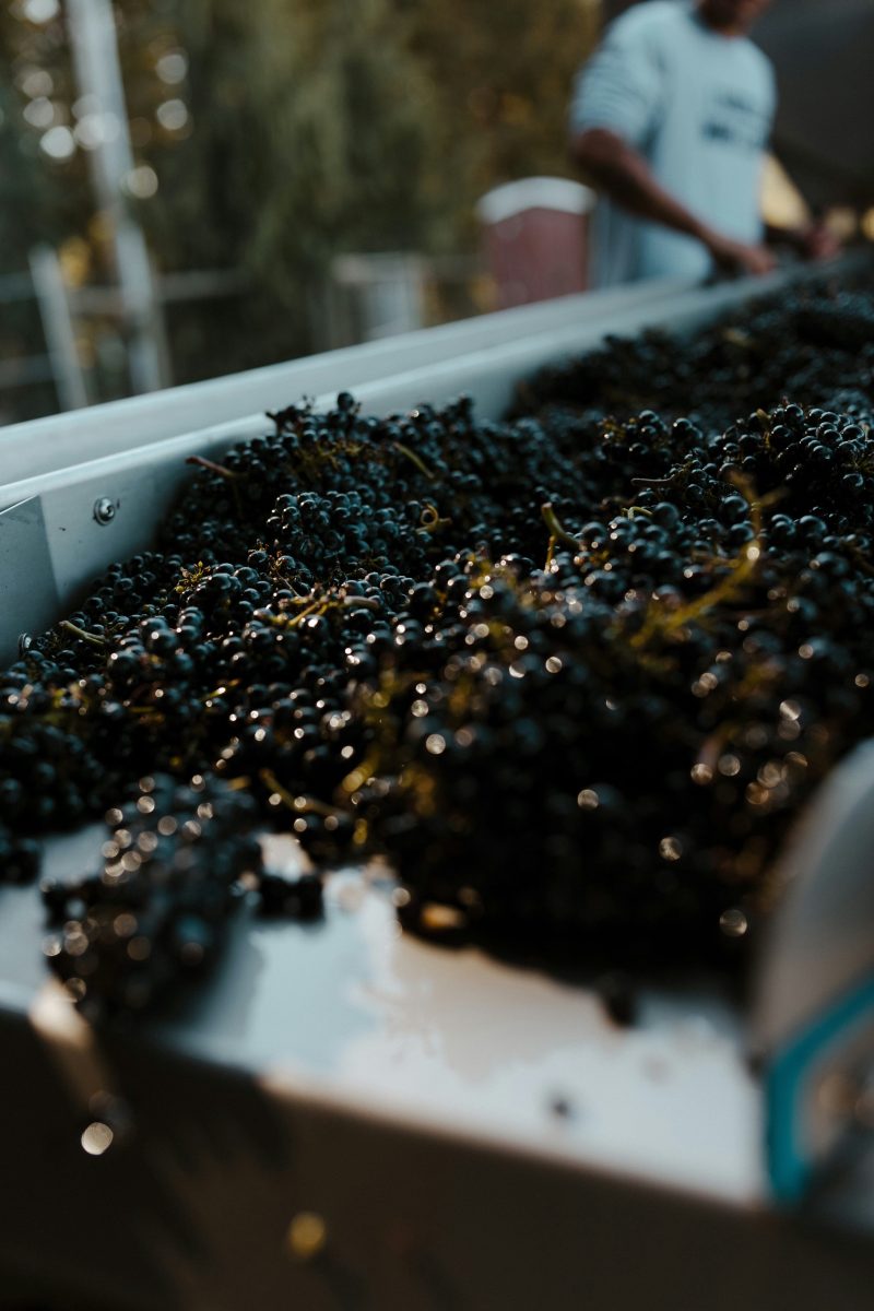 Ever Wonder?  How is Wine Made?