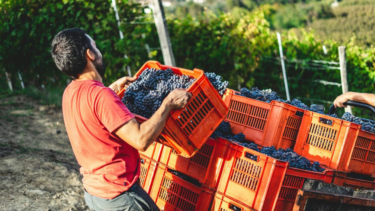 How Winemaker's Know It's Harvest Time
