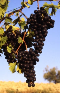 The Italian Lacrima Wine Grape