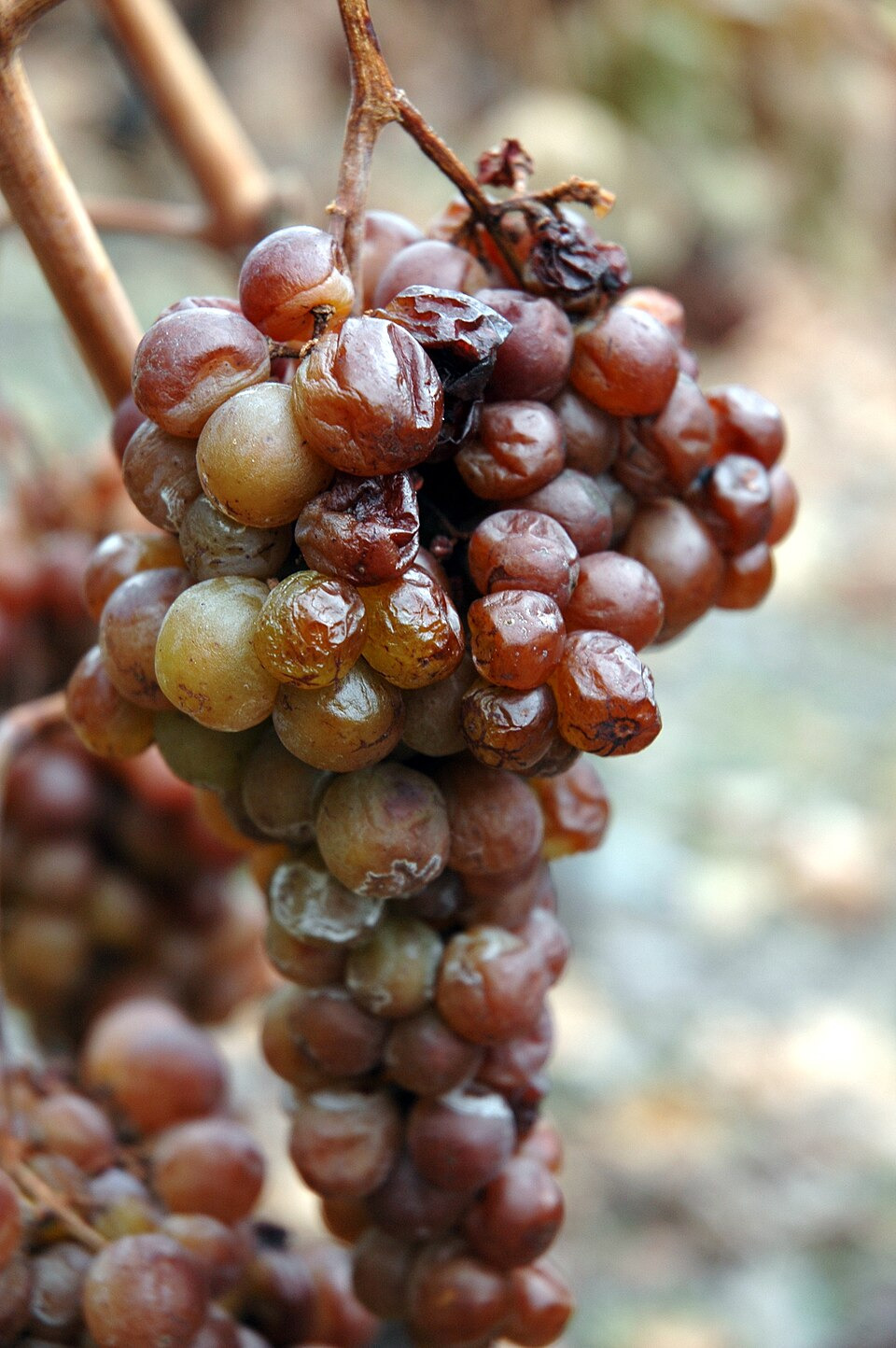 Noble Rot in Wine is a Good Thing!