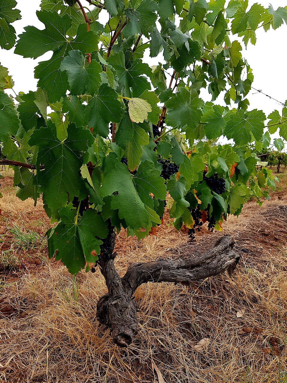 Old Vine Zinfandel - Is it Better?