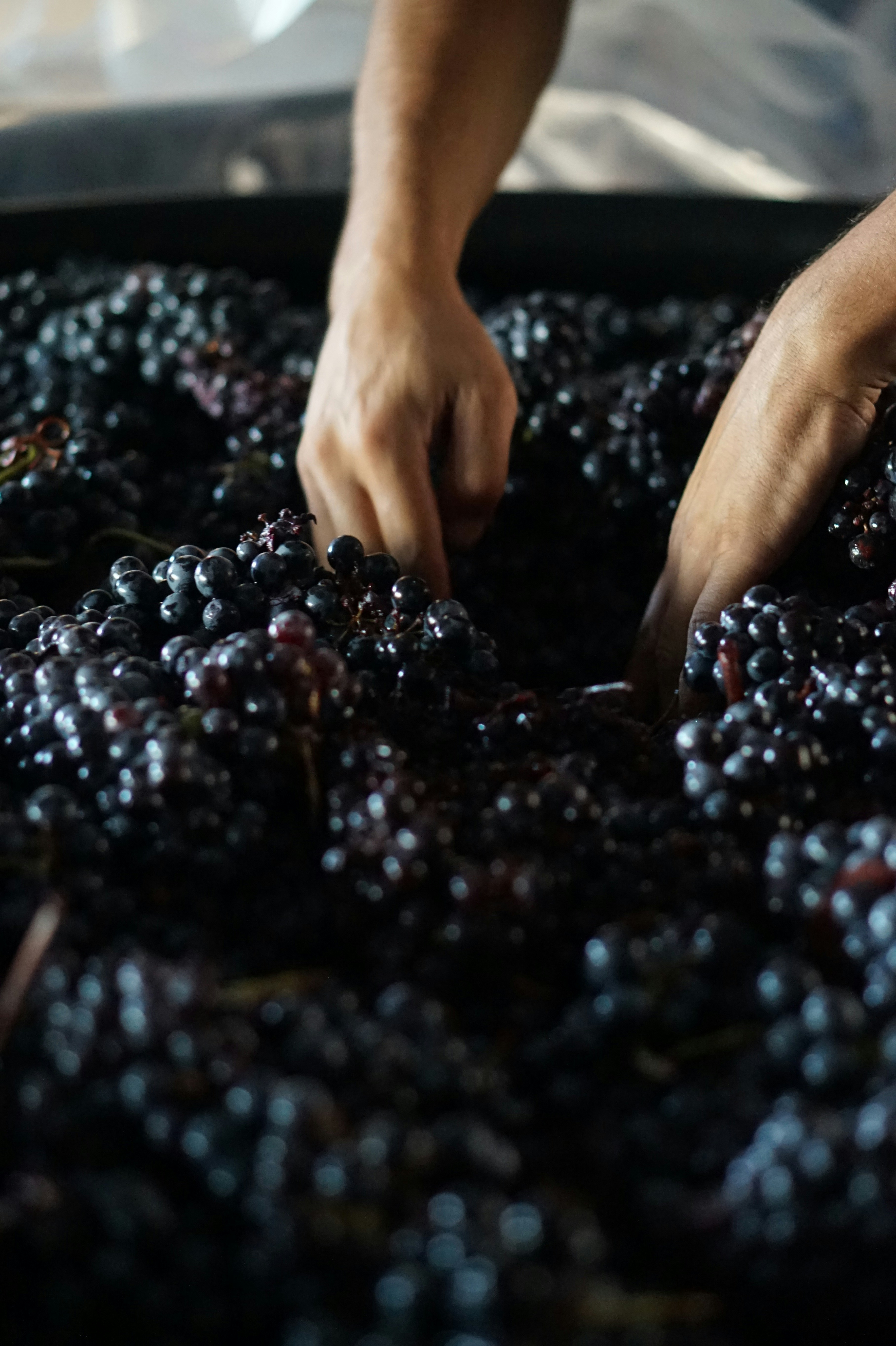 Ever Wonder How Many Grapes it Takes to Make a Bottle of Wine?