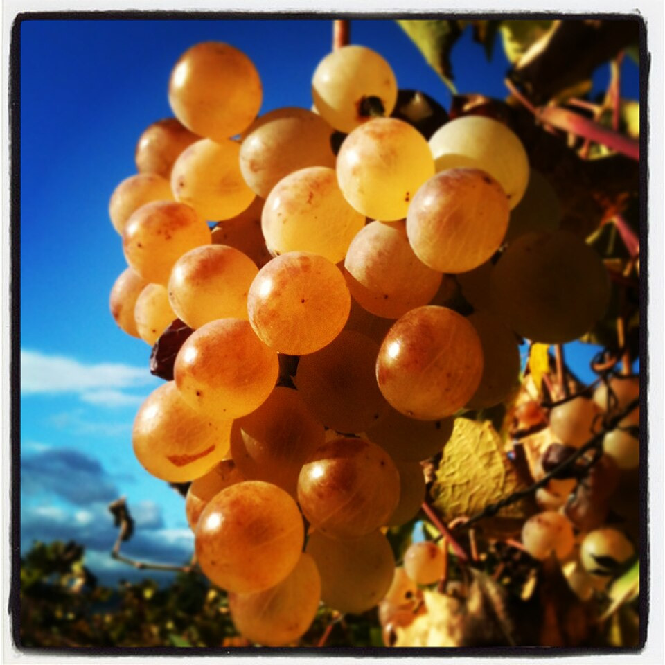 Wine Facts: Are You Familiar with Zibibbo?