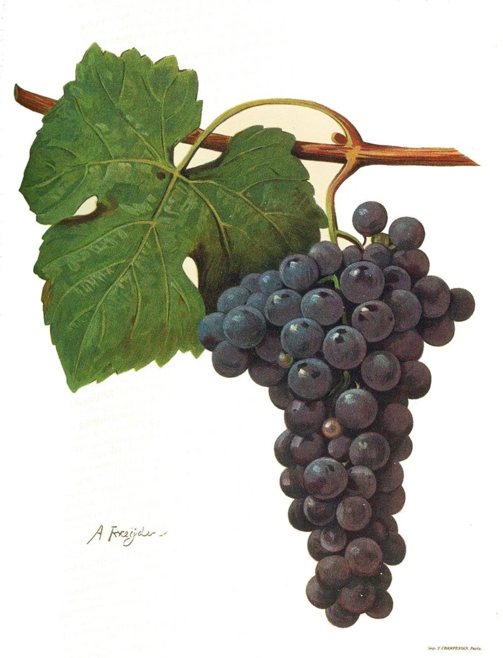A Tour of Wine Grapes: Aglianico