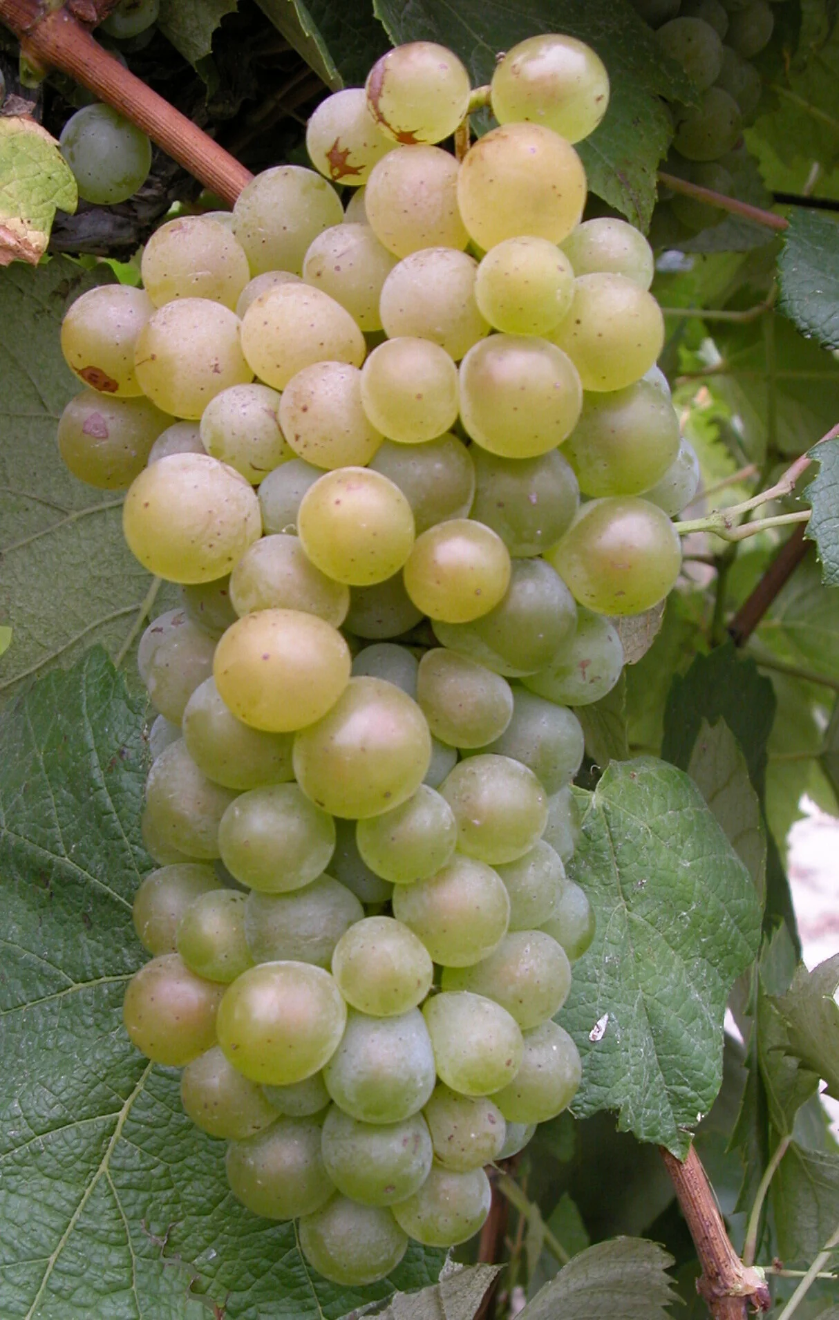 Ever Heard of the Baco Blanc Grape?