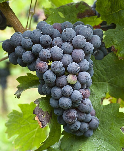 A Tour of Wine Grapes: Cabernet Franc