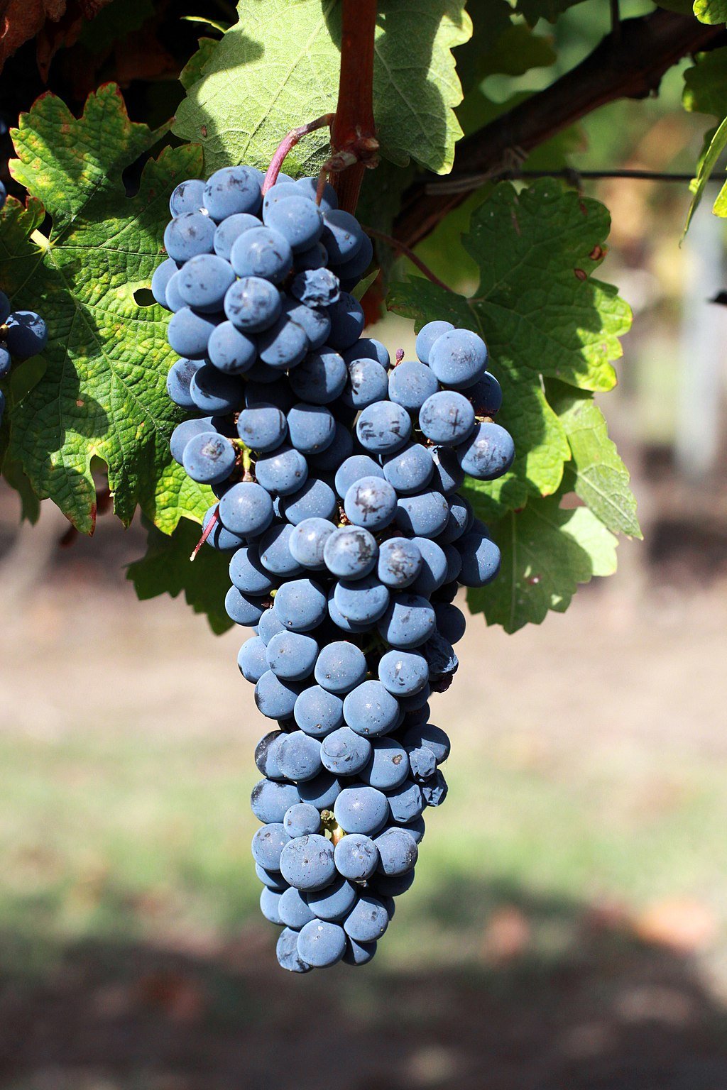 A Tour of Wine Grapes: Cabernet Sauvignon