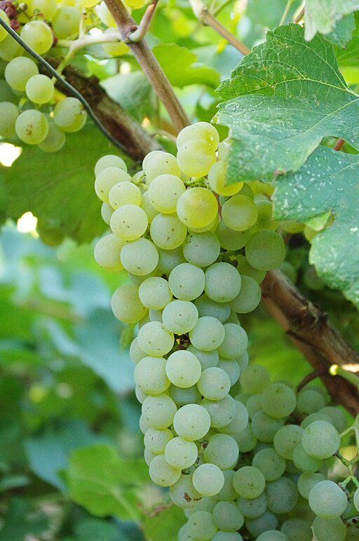 A Tour of Wine Grapes: Chardonnay