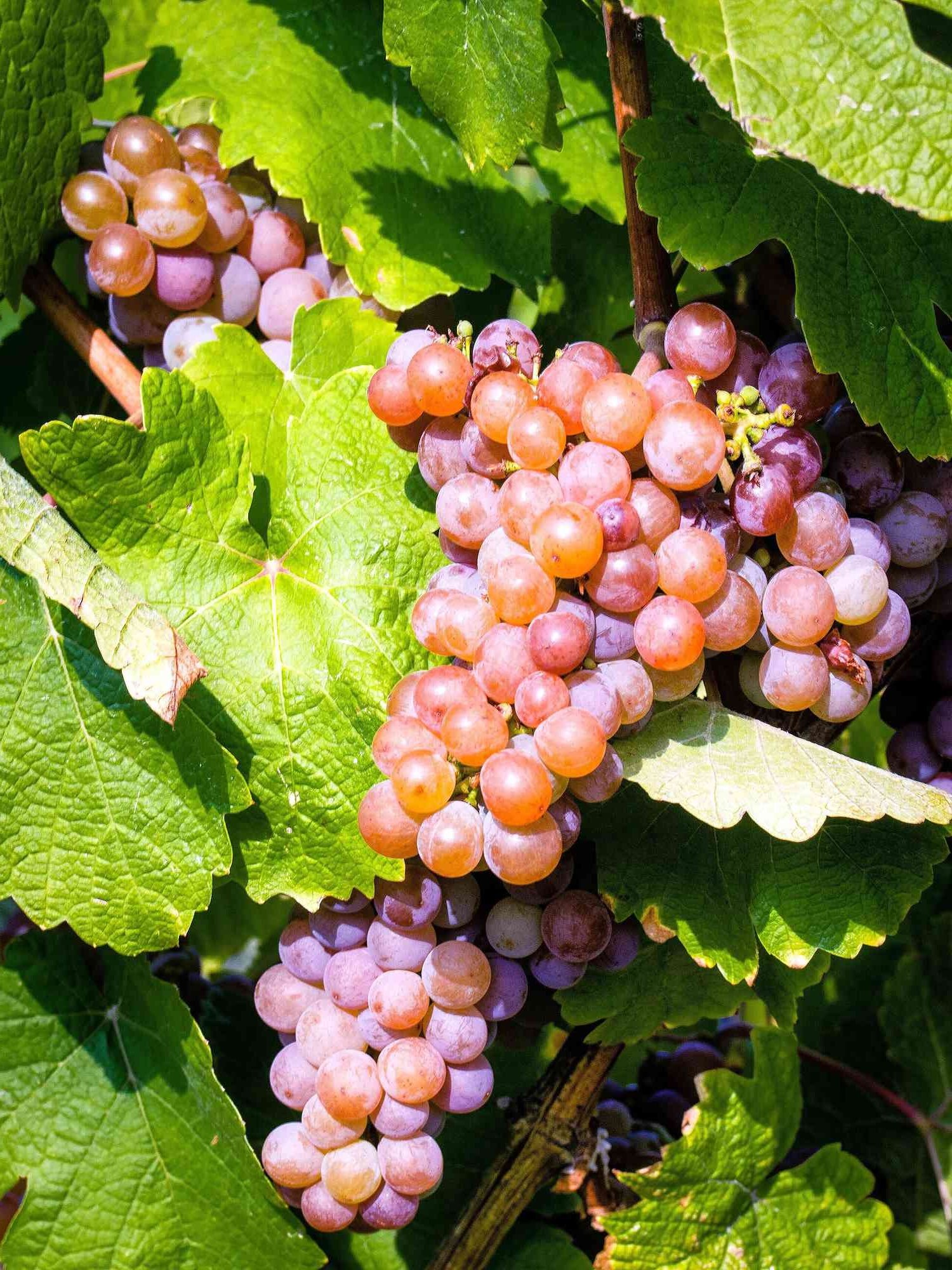 Some Thoughts About Gewurztraminer