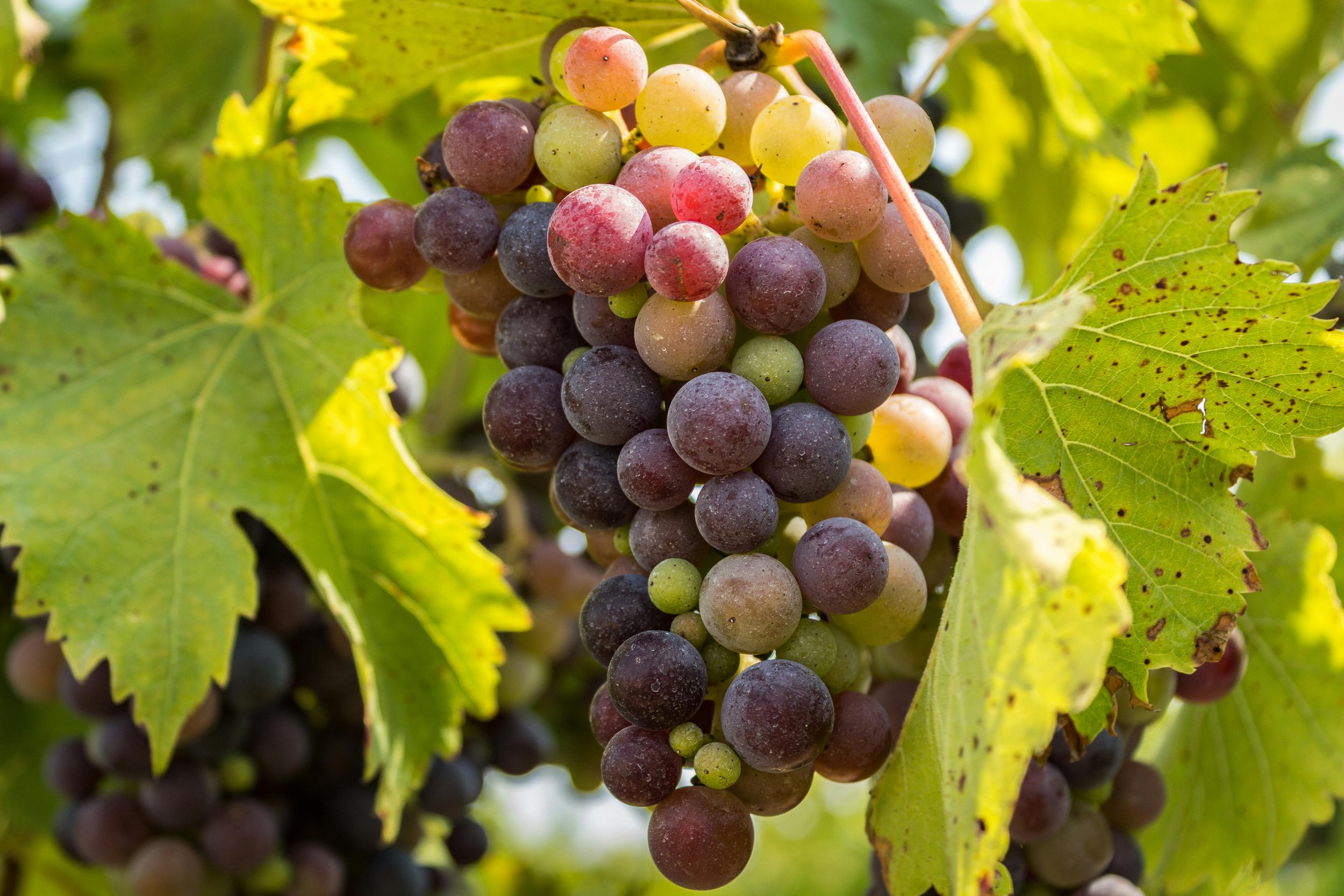 It’s Veraison Time in the Vineyards!