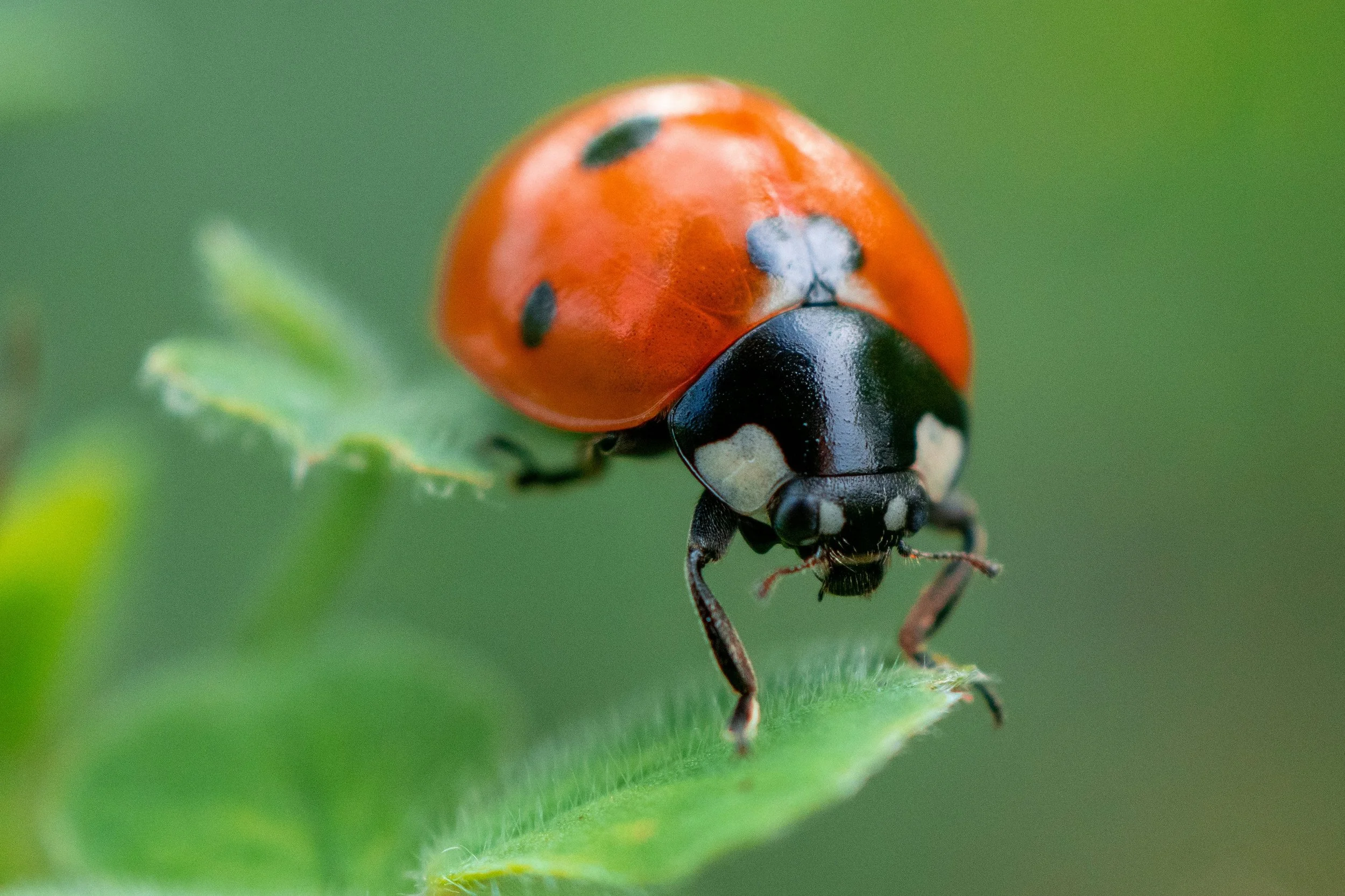 Lady Bug Taint in Wine?  Yes - It's a Real Thing!