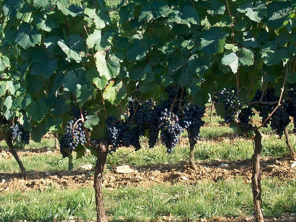 A Tour of Wine Grapes: Malbec