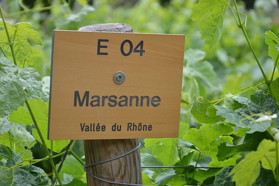 A Tour of Wine Grapes: Marsanne