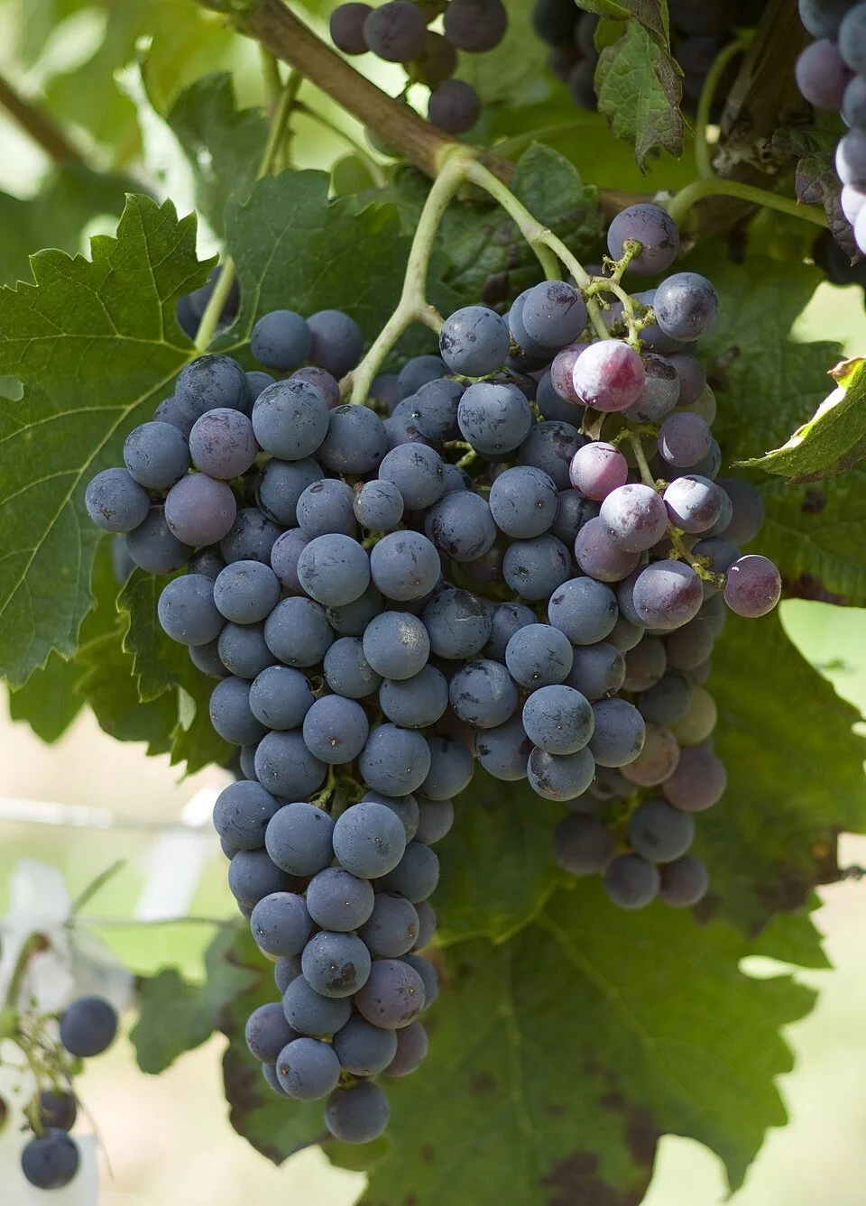 A Tour of Wine Grapes: Merlot