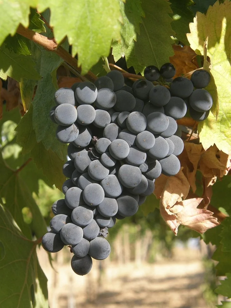 A Tour of Wine Grapes: Montepulciano