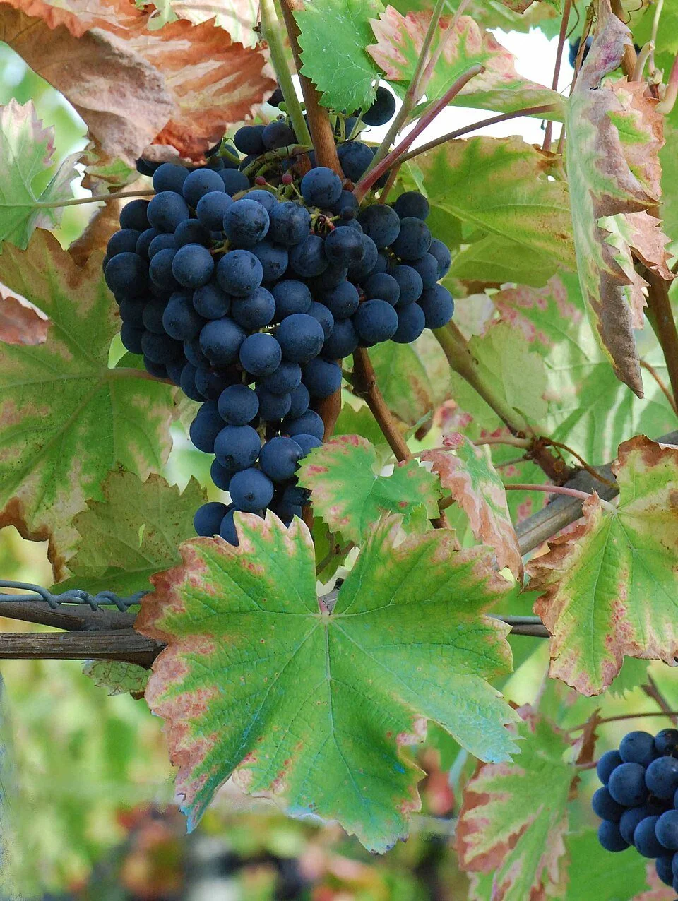 A Tour of Wine Grapes: Mourvedre