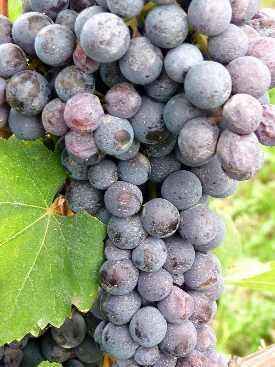 A Tour of Wine Grapes: Nebbiolo