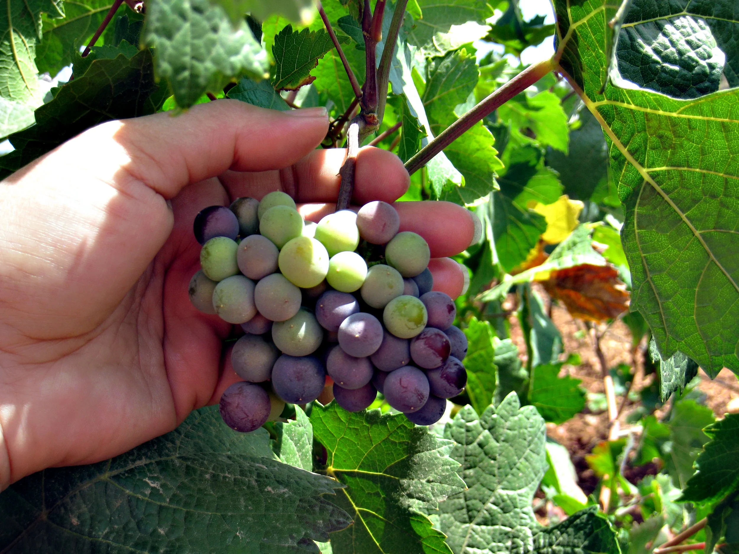 Wine Making - It's Veraison Time!