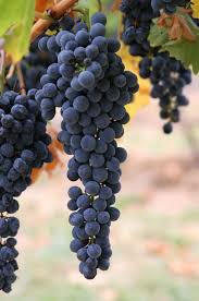 Grapes Used In Winemaking