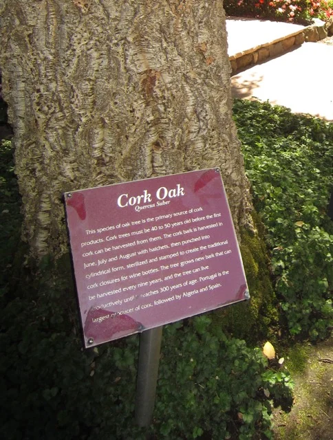 Where Do Corks Come From?