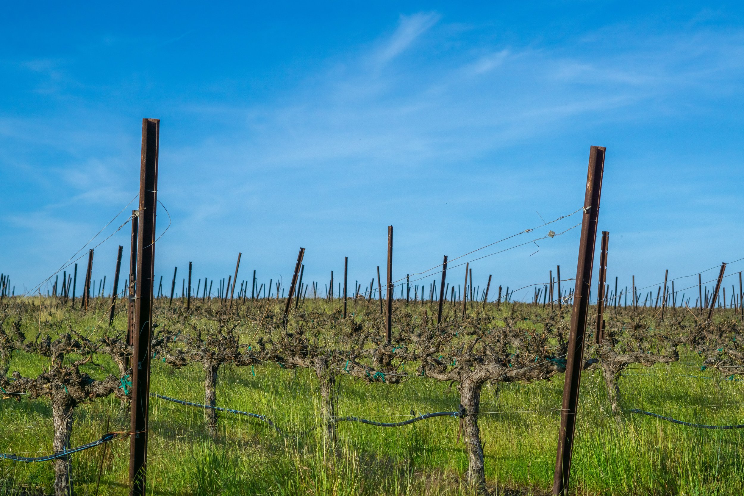 The Art of Wine Making: Knowing How to Prune Dormant Grapevines to Ensure Proper Growth