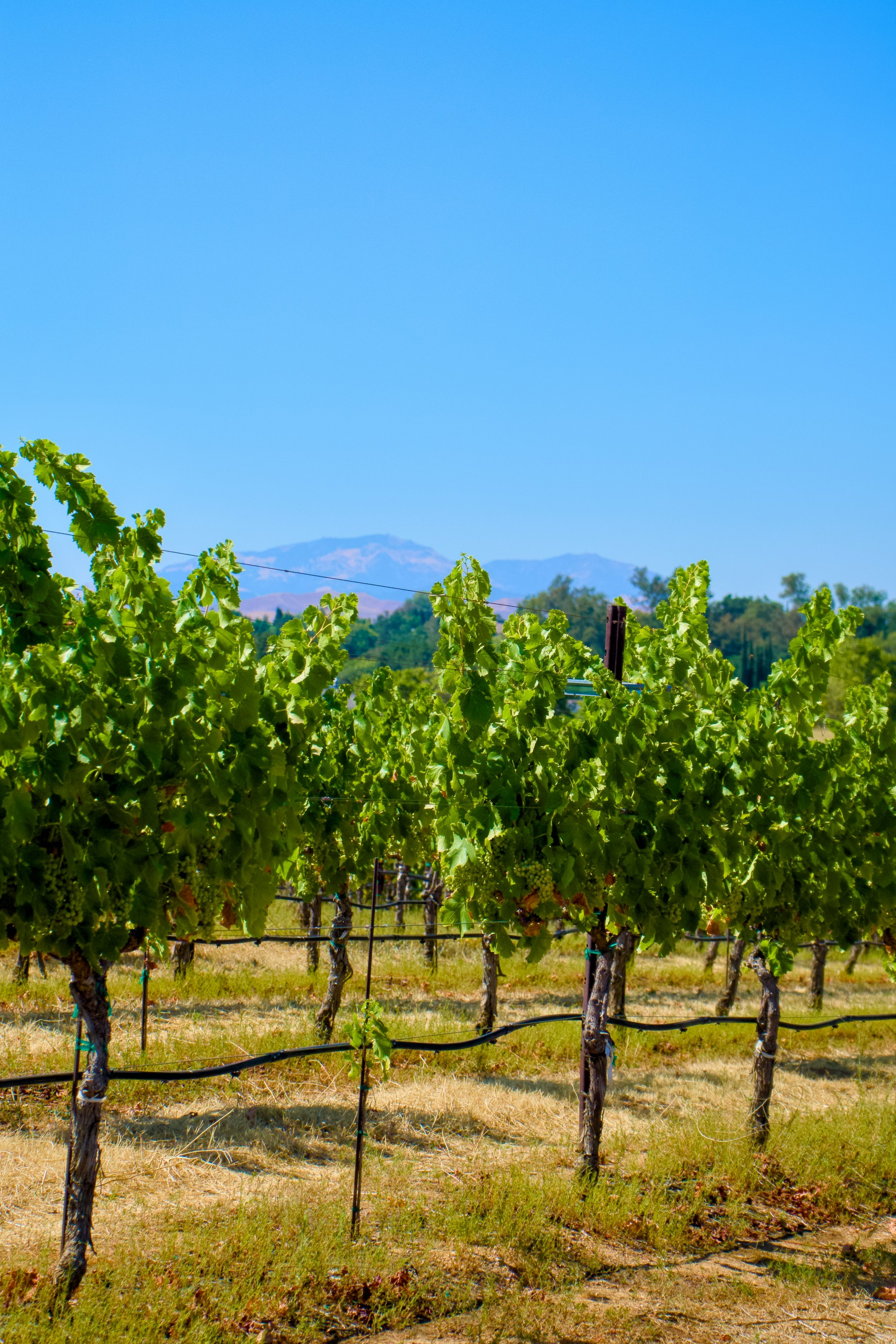 The Art of Wine Making: Removing Clusters Before They Ripen