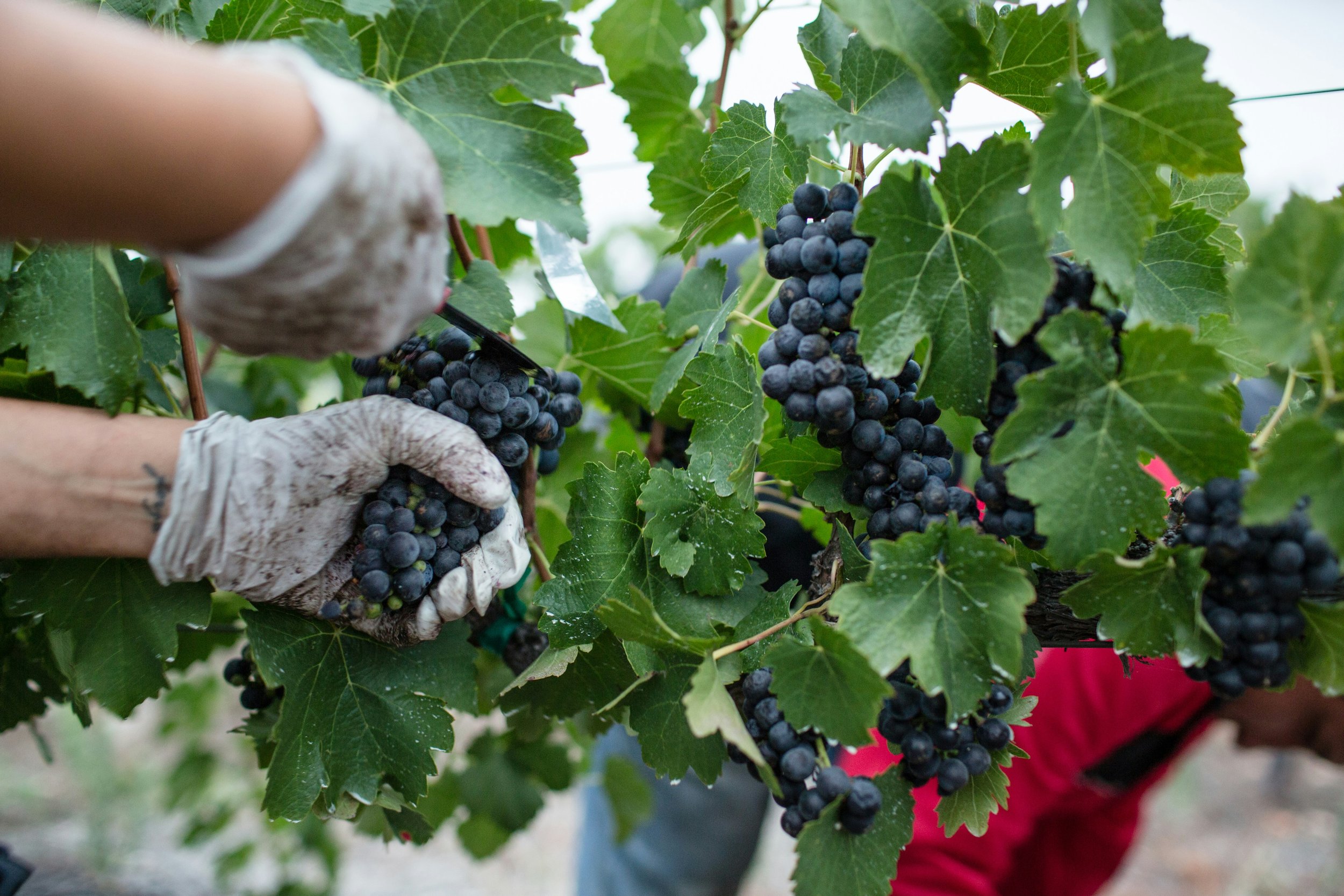 The Art of Wine Making: Choosing the Right Time to Harvest Grapes
