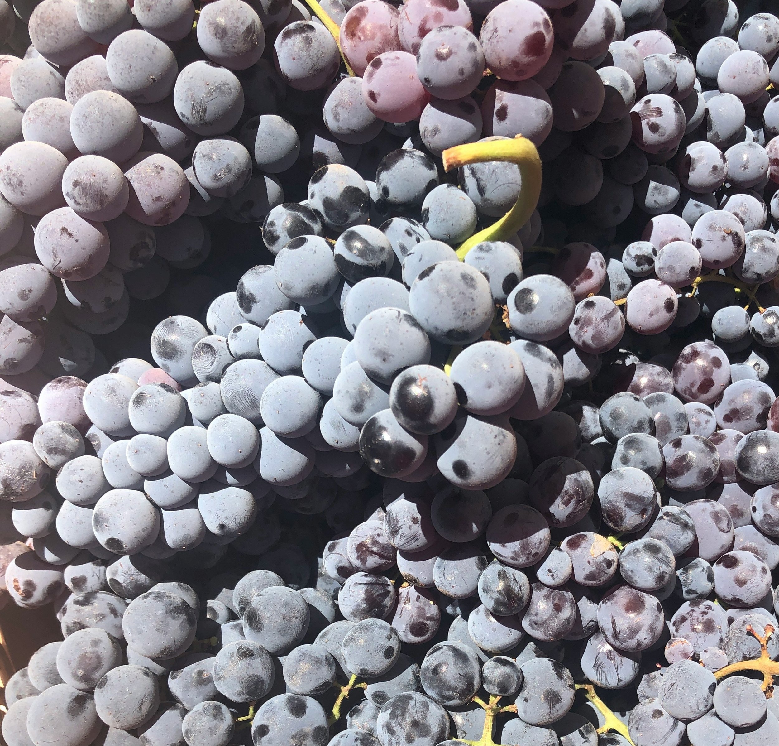 Natural Yeast on the Surface of Grapes   [Photo by  Wayne Christensen  on  Unsplash ]